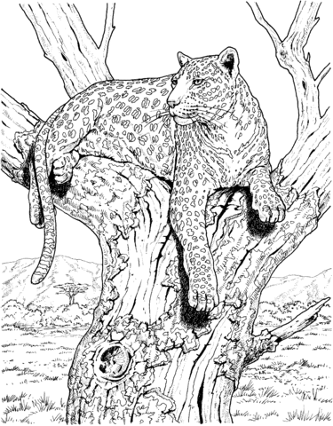 Leopard Sits On Tree Coloring Page